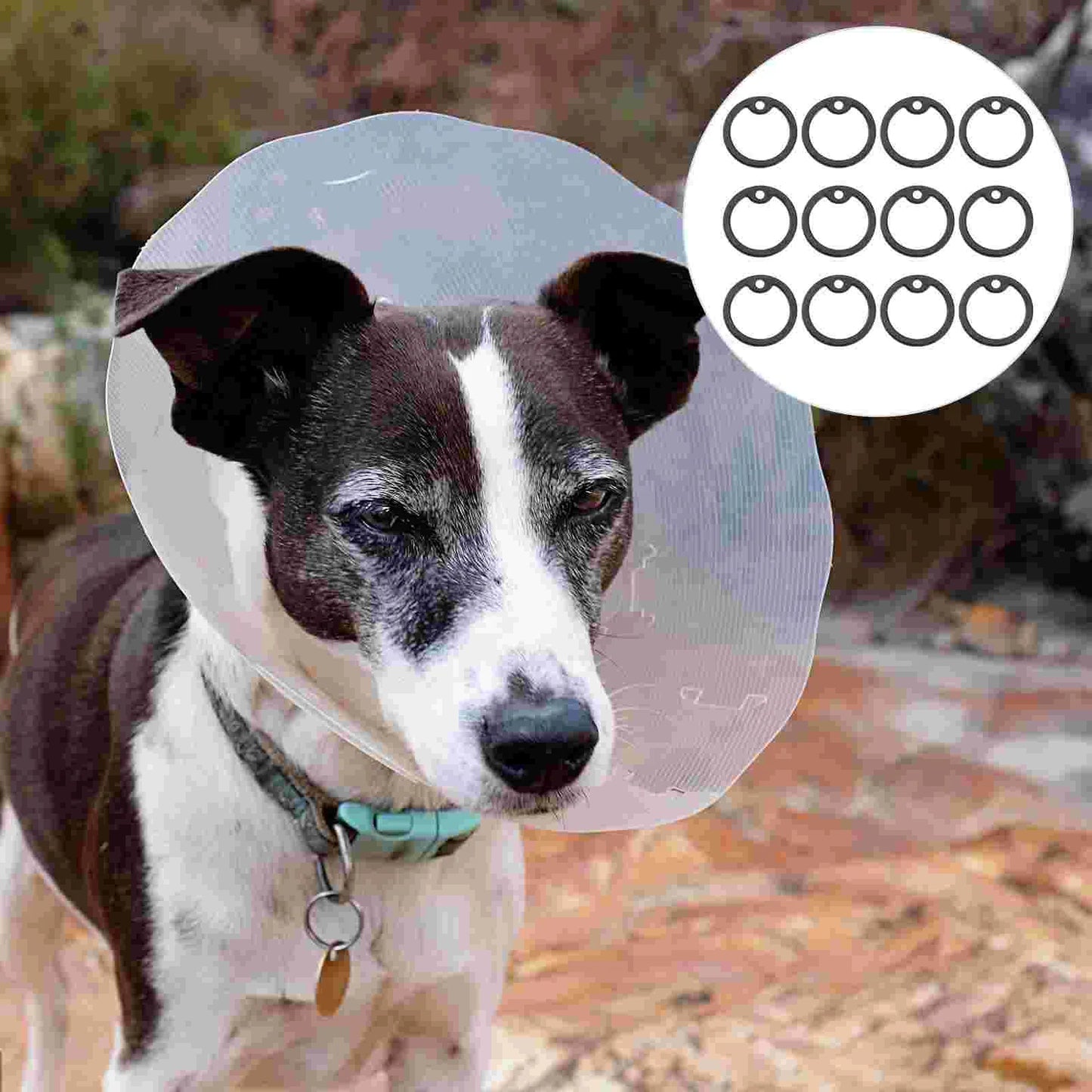 Poochie ID Tag
