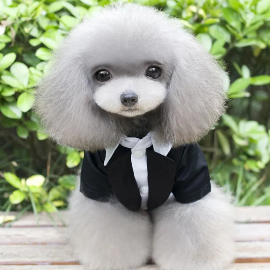 Inexpensive Dog Tuxedo---FANCY!