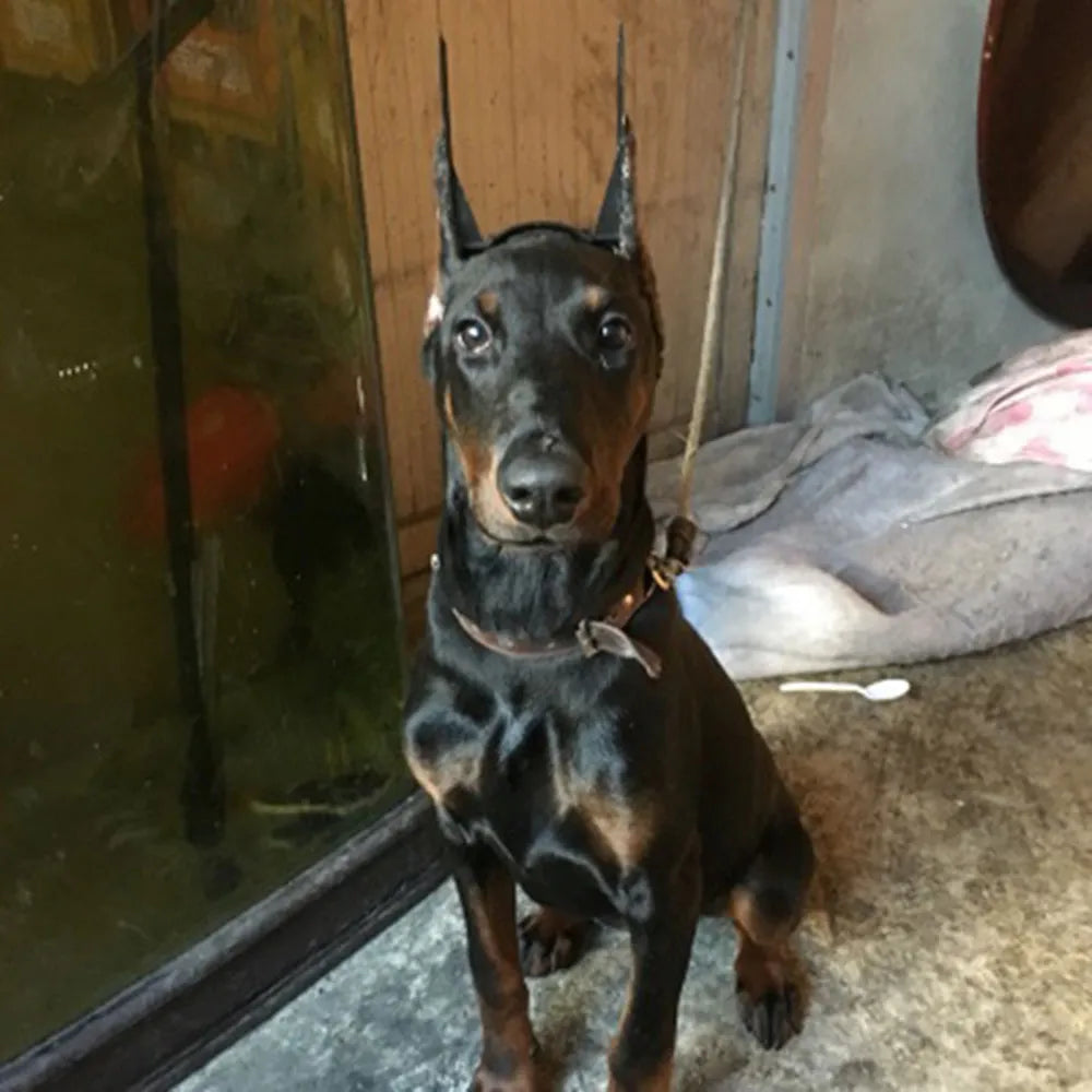 Dog Ear Erector Pet Ear Corrector German Shepherd Doberman Alaskan Dog Ear Brace Tied Ear Stick Adjustable Dog Ear Bracket