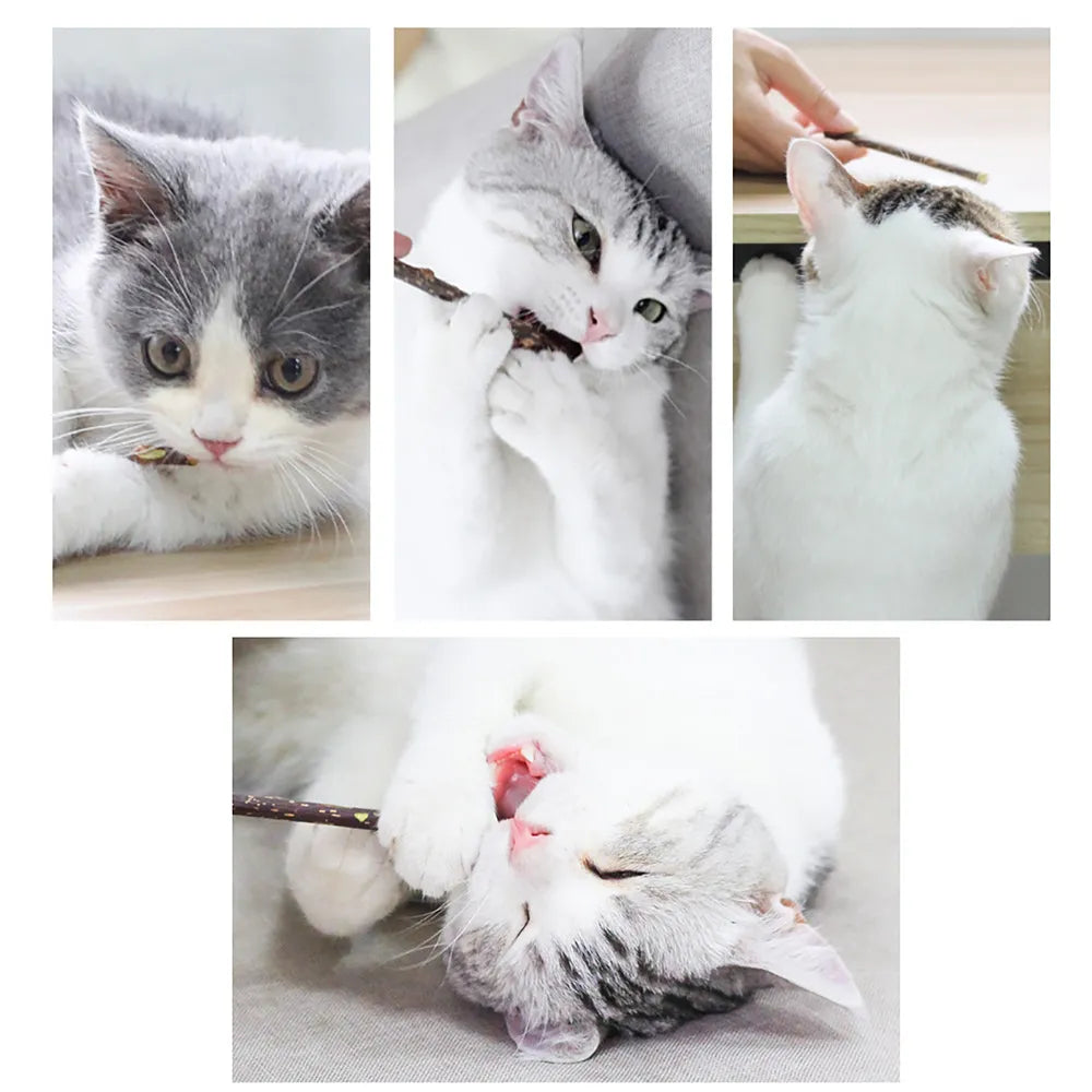 Hot Catnip Cat Toy Pure Natural Chewing Safety Cleaning Teeth Molar Toothpaste Branch Silvervine Cat Snacks Sticks Pet Supplies