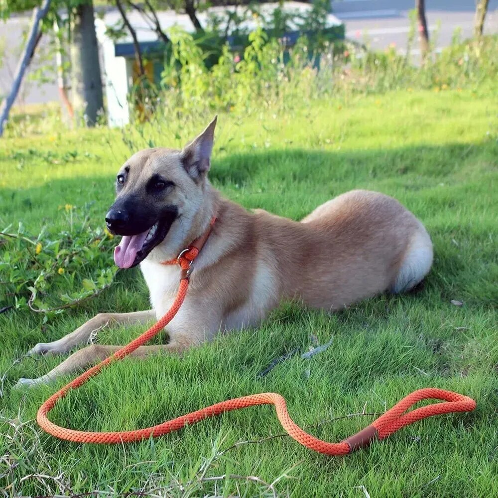 Adjustable Dog Leash Slip Rope Lead Leash Heavy Duty Braided Rope Loop Collar Training Leashes Nylon Pet Lead Harness Dog Tool