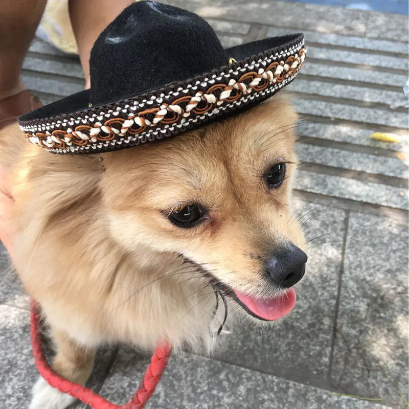 Small Dog and Cat Sombrero